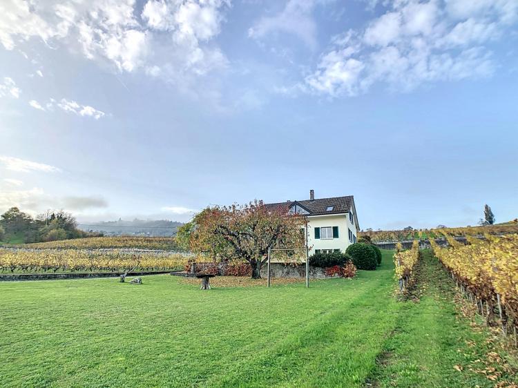 Maison individuelle dans les vignes - Vue lac et Alpes